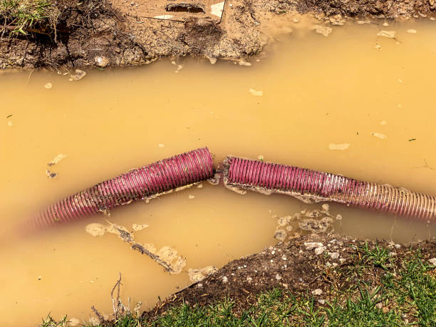 Best Basement water damage restoration  in Robinhood, MS